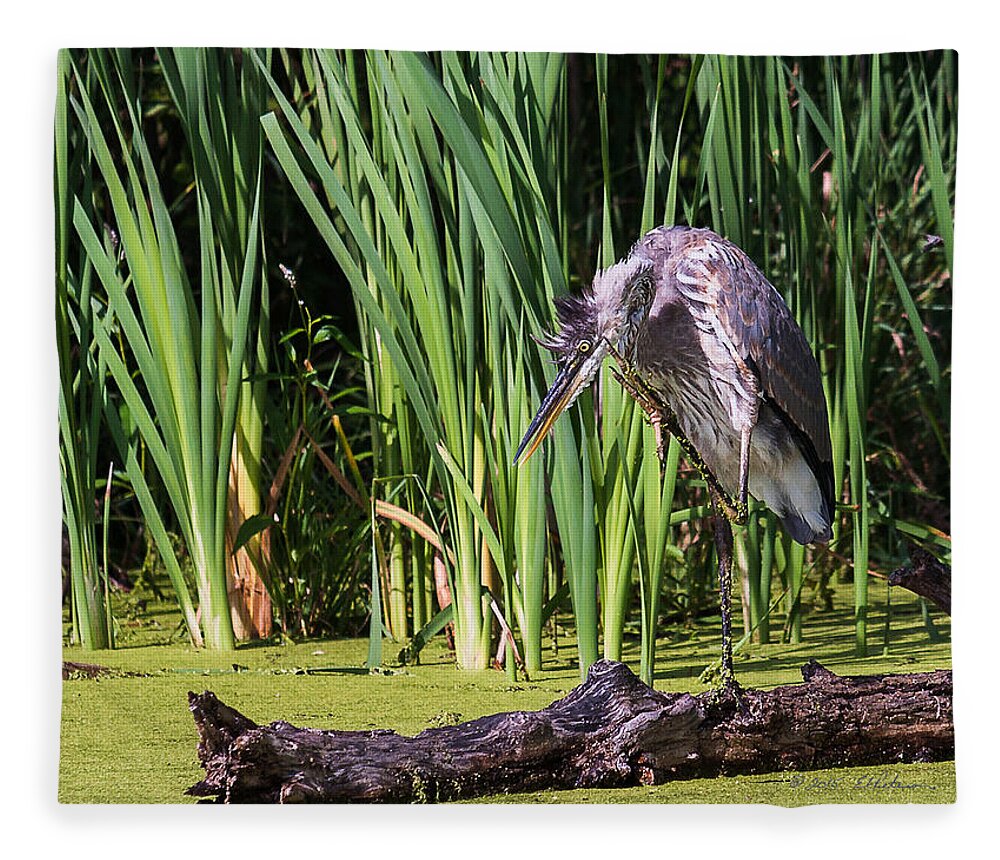 Great Blue Heron Fleece Blanket featuring the photograph Great Blue Heron Itch #1 by Ed Peterson