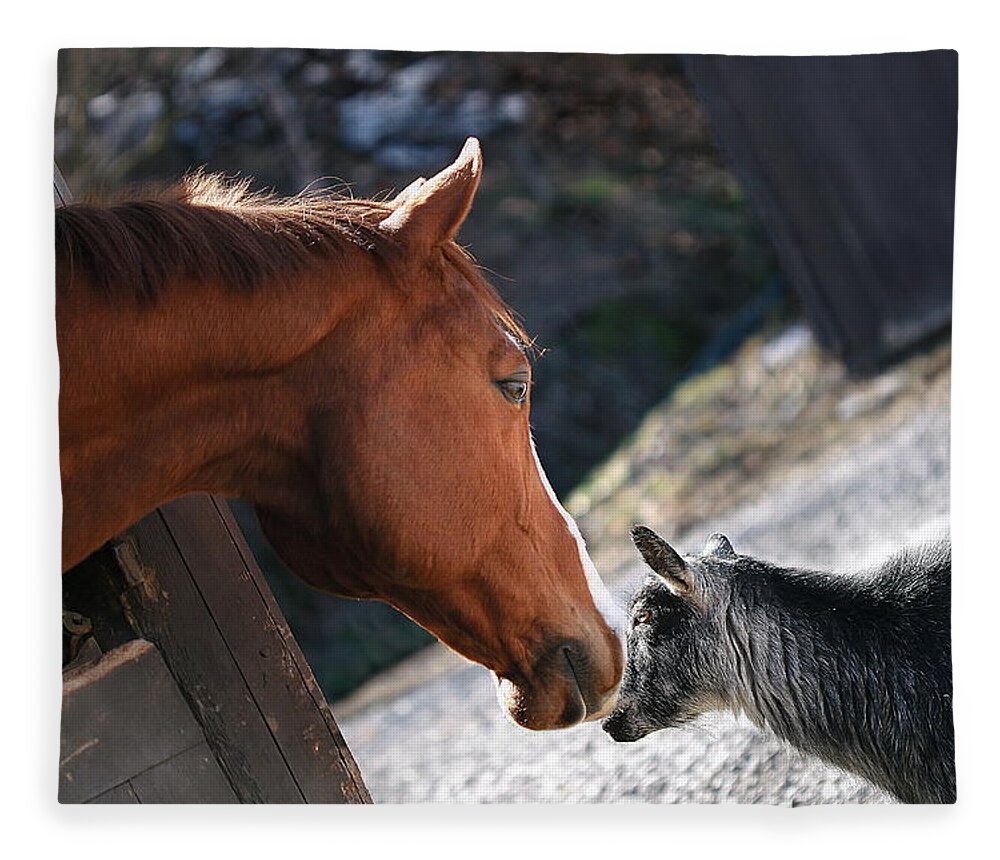 Horse Fleece Blanket featuring the photograph Hello Friend #1 by Angela Rath