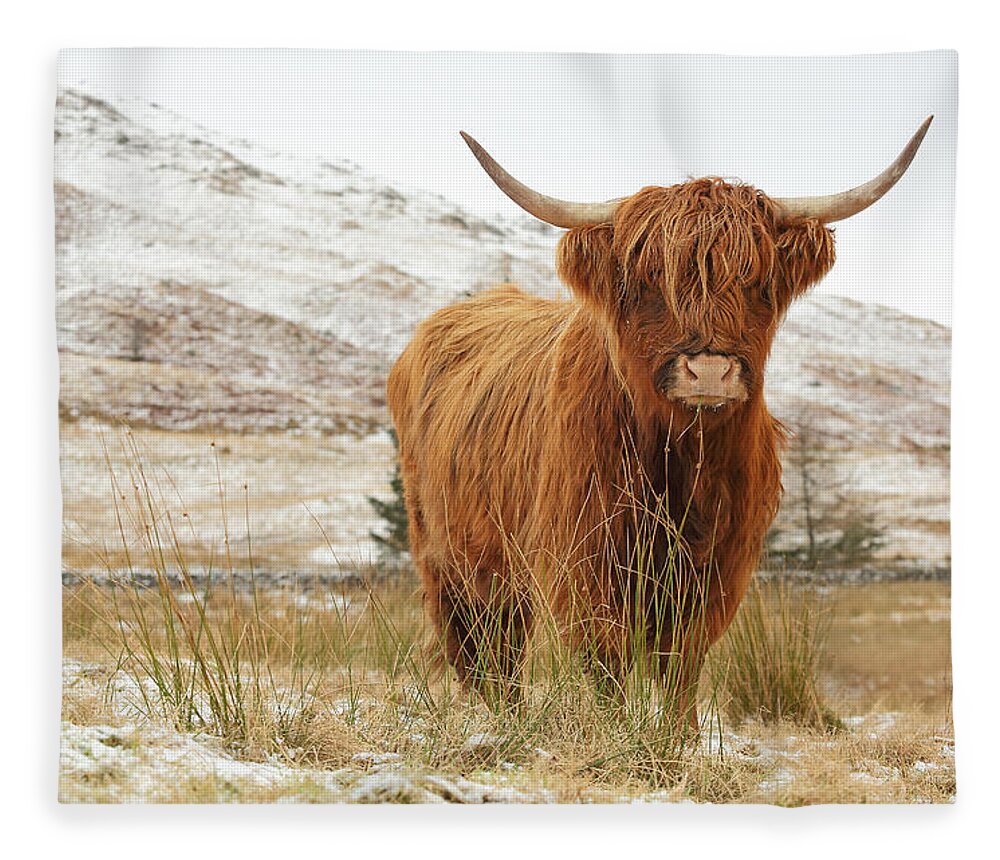 Highland Cattle Fleece Blanket featuring the photograph Highland Cow by Grant Glendinning