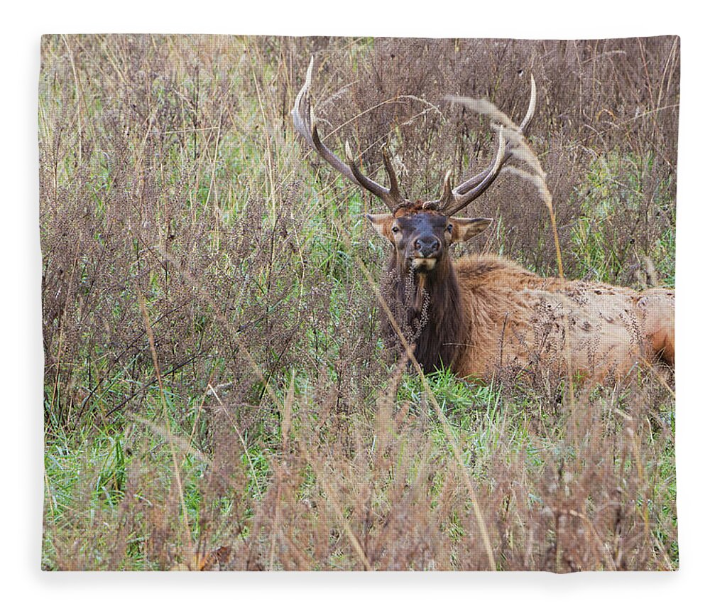 Lone Elk Park Fleece Blanket featuring the photograph Lone Elk by Holly Ross