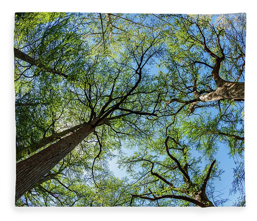 Austin Fleece Blanket featuring the photograph Majestic Cypress Trees by Raul Rodriguez