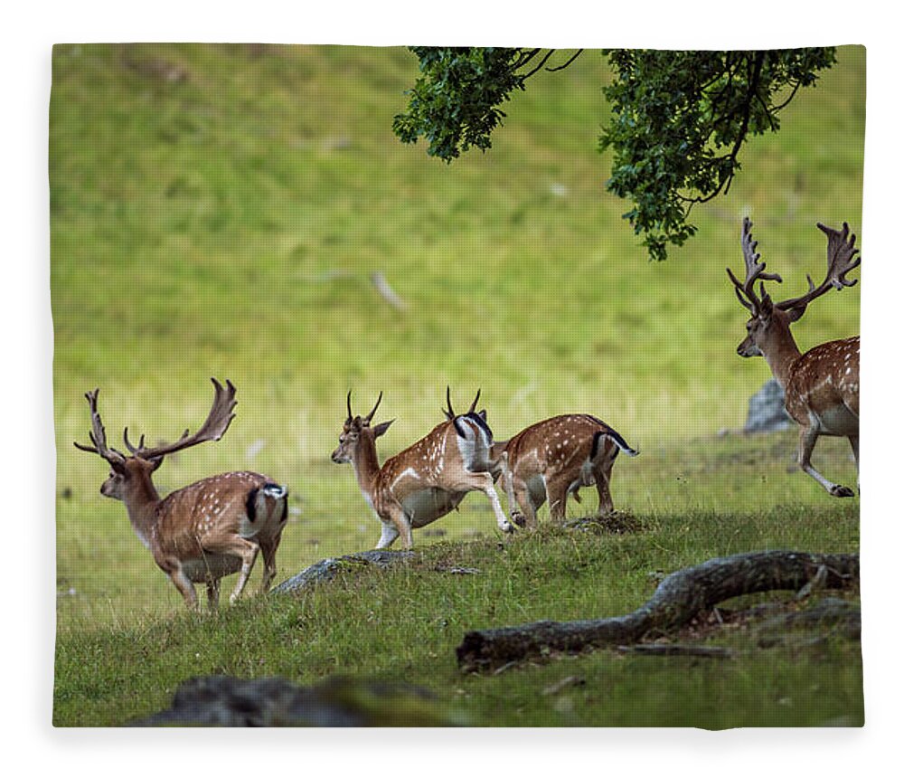Four Fallow Deer Bucks Fleece Blanket featuring the photograph On the run by Torbjorn Swenelius