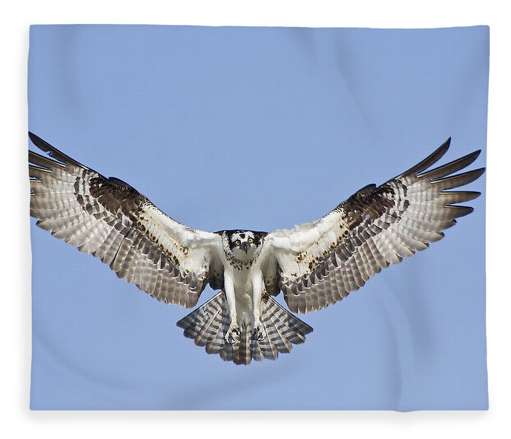 Osprey Fleece Blanket featuring the photograph Osprey in Flight by Bob Decker