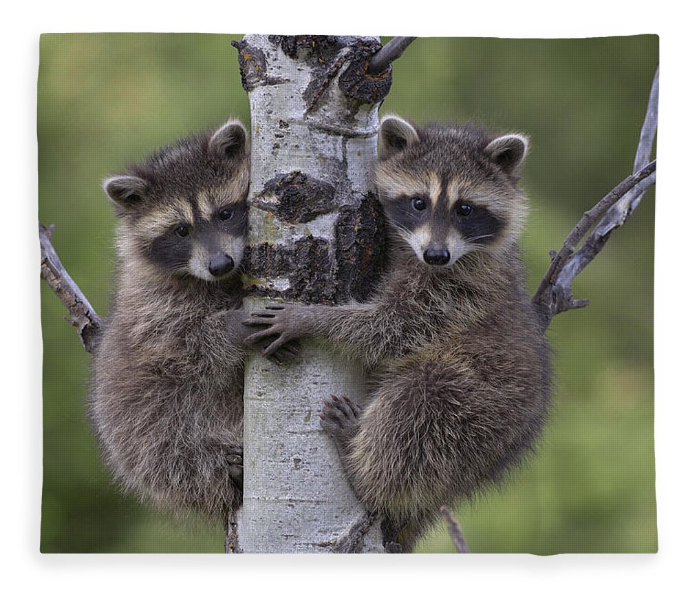 00176520 Fleece Blanket featuring the photograph Raccoon Two Babies Climbing Tree by Tim Fitzharris