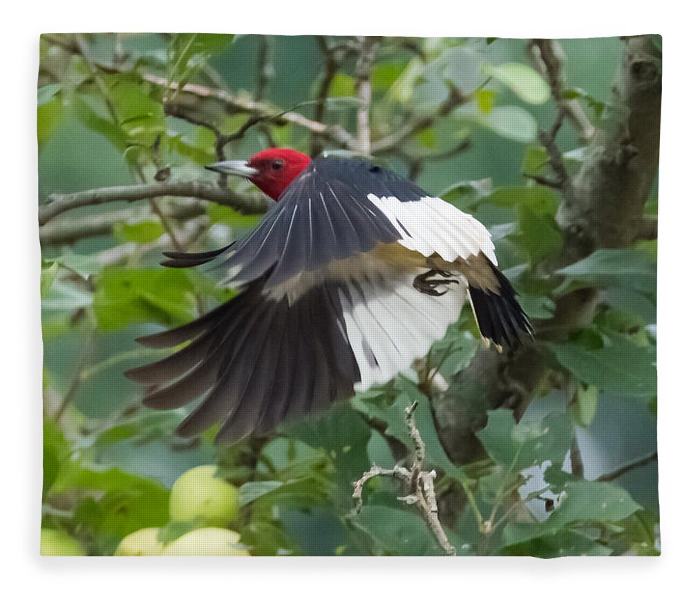 Red Headed Woodpecker Fleece Blanket featuring the photograph Red-Headed Woodpecker by Holden The Moment