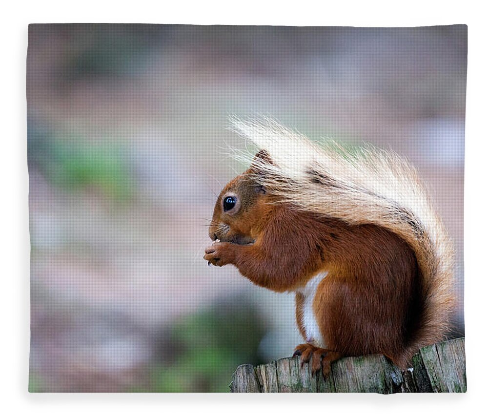 Red Squirrel Fleece Blanket featuring the photograph Red Squirrel #2 by Anita Nicholson
