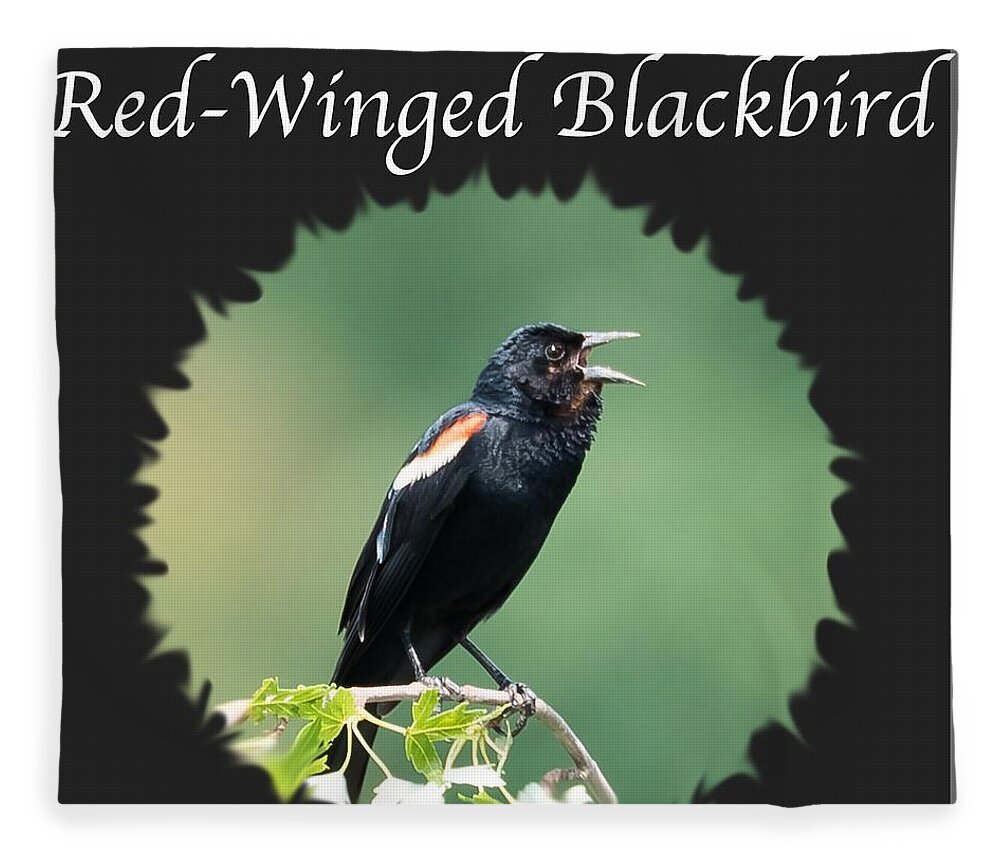 Red-winged Blackbird Fleece Blanket featuring the photograph Red-Winged Blackbird by Holden The Moment