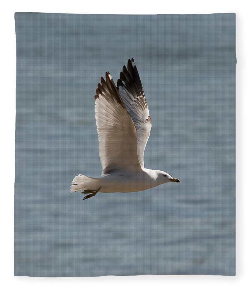 Ring Billed Gull Fleece Blanket featuring the photograph Ring-Billed Gull by Holden The Moment