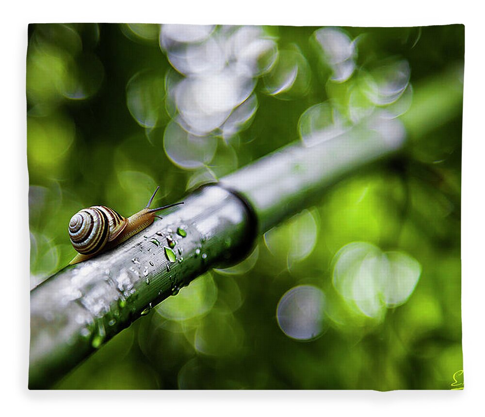 Snail Fleece Blanket featuring the photograph Snail #1 by Jackie Russo