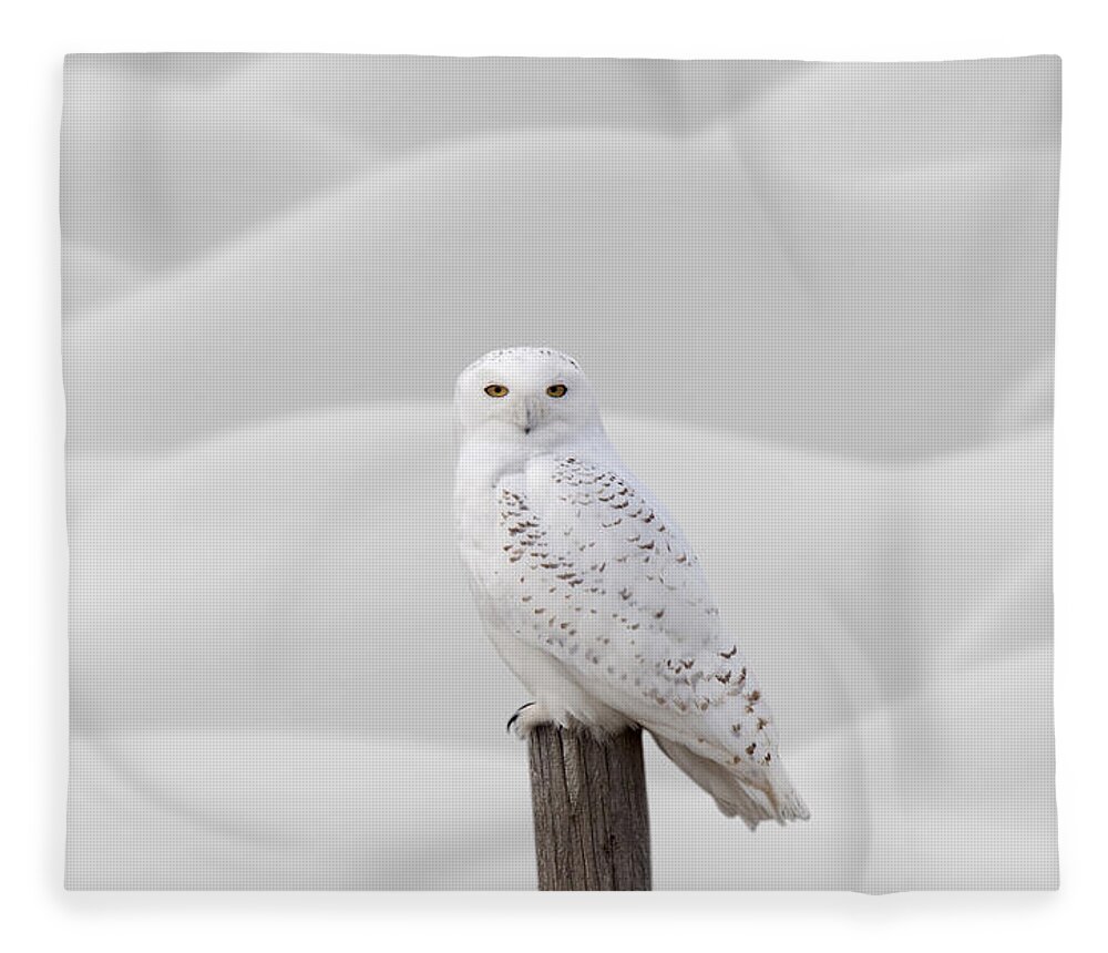 Snowy Owl Fleece Blanket featuring the photograph Snowy Owl #1 by Mark Duffy