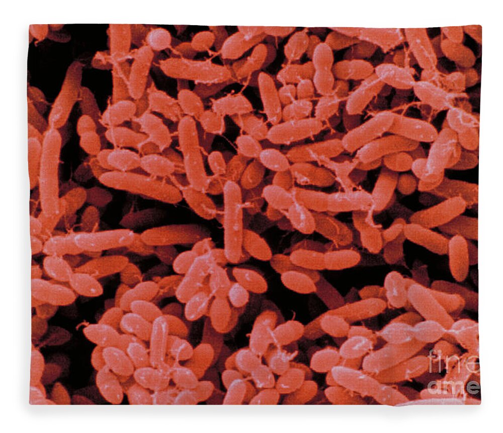 Griseus streptomyces Streptomyces griseus
