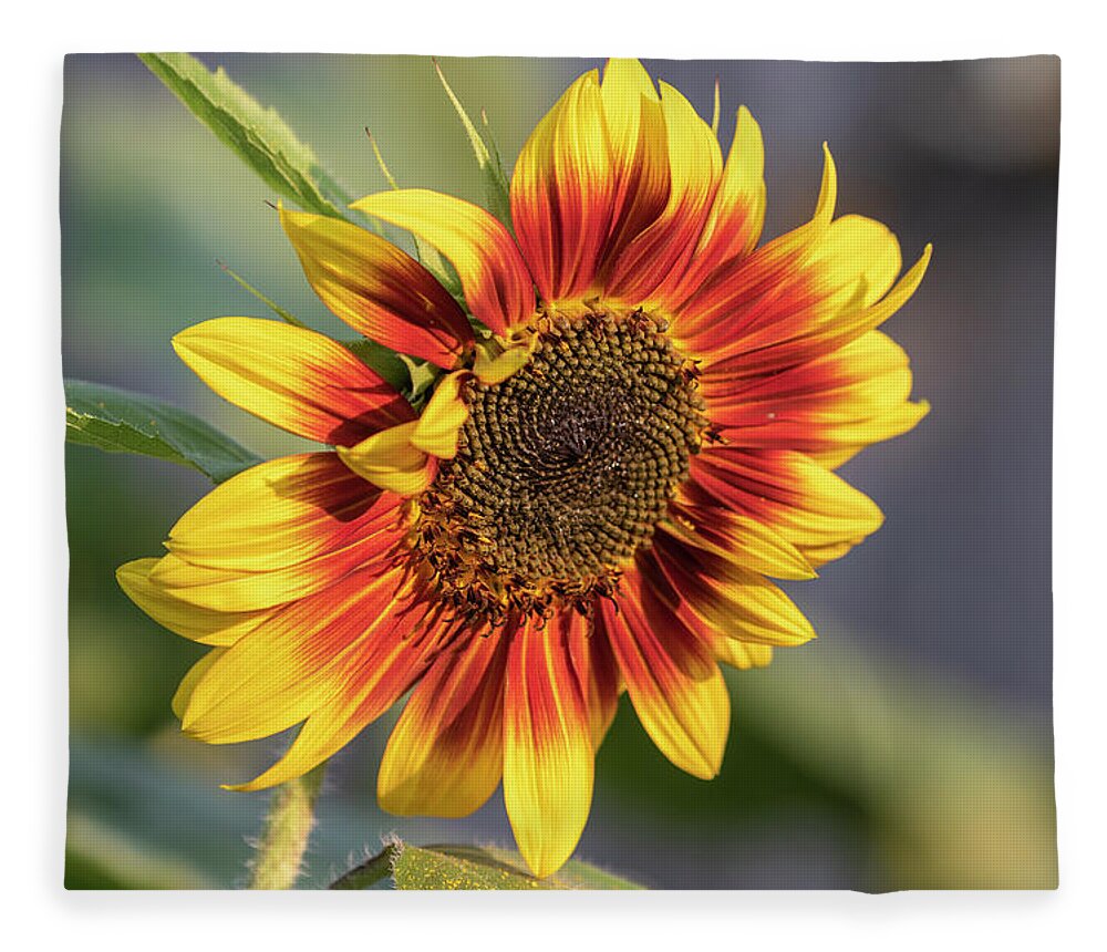 Sunflower Fleece Blanket featuring the photograph Sunflower 2018-1 by Thomas Young