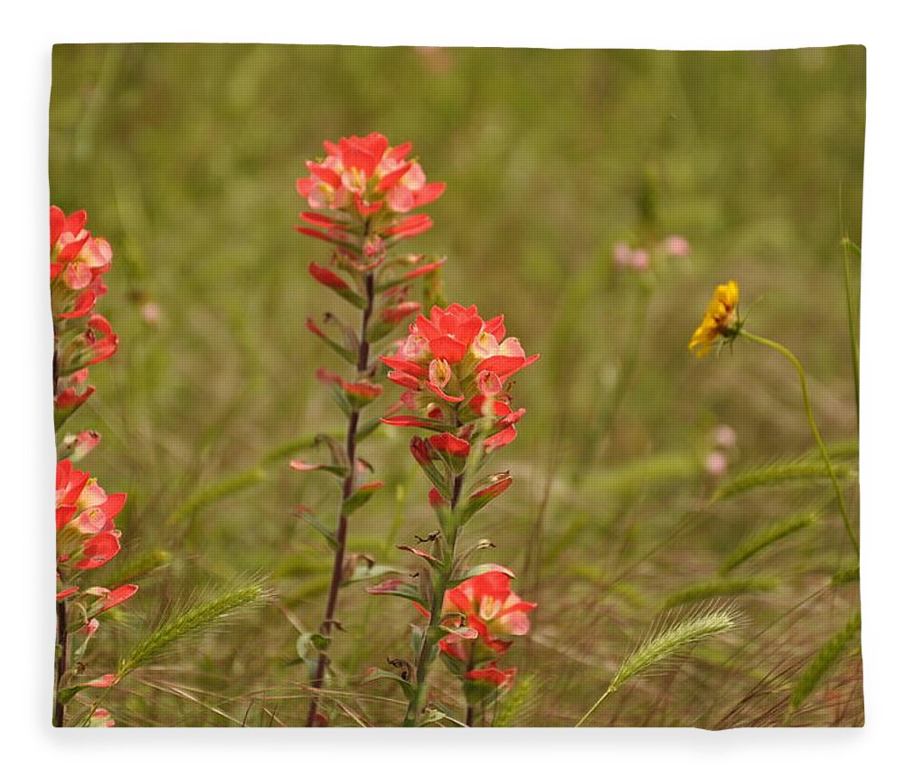 Texas Hill Country Fleece Blanket featuring the photograph Texas Paintbrush #1 by Frank Madia