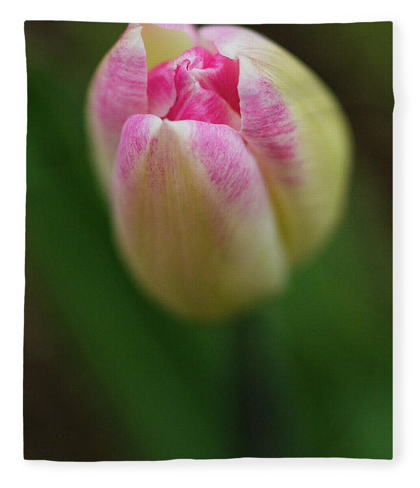 Maine Fleece Blanket featuring the photograph Tulip #1 by Alana Ranney