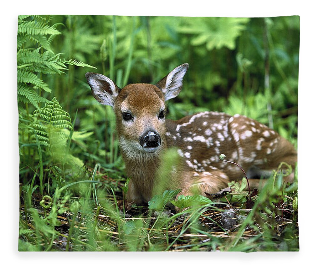 Mp Fleece Blanket featuring the photograph White-tailed Deer Odocoileus #1 by Konrad Wothe
