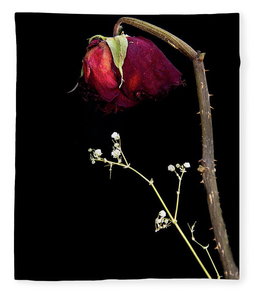 Rose Fleece Blanket featuring the photograph Wilted dry red rose flower #1 by Michalakis Ppalis