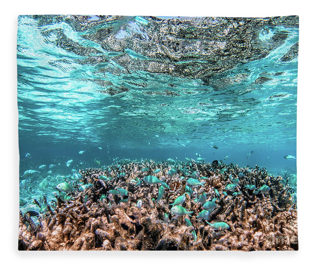 Underwater Fleece Blanket featuring the photograph Underwater coral reef and fish in Indian Ocean, Maldives. #12 by Michal Bednarek