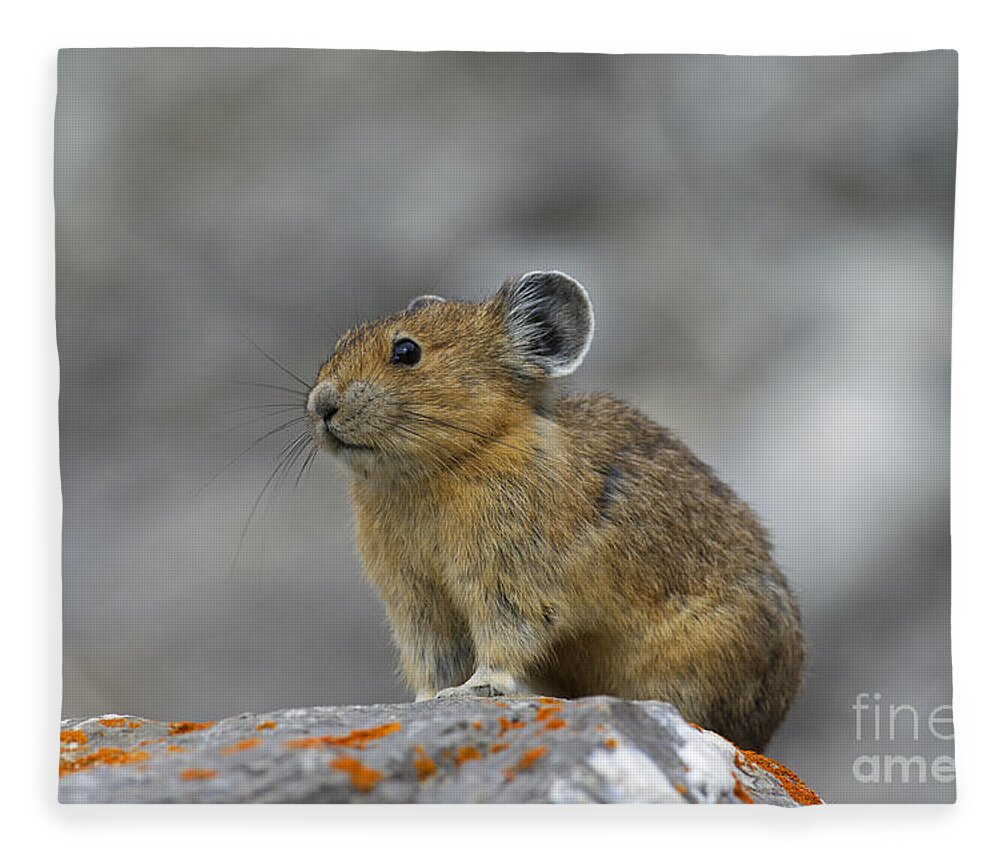 American Pika Fleece Blanket featuring the photograph 151221p238 by Arterra Picture Library