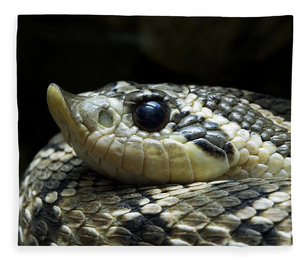 Western Hognose Snake Fleece Blanket featuring the photograph 160115p141 by Arterra Picture Library