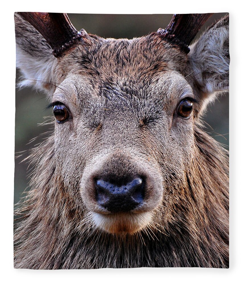 Red Deer Stag Close Up Fleece Blanket featuring the photograph Red Deer Stag #17 by Gavin Macrae