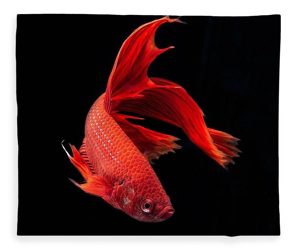 Betta Fleece Blanket featuring the photograph Betta #2 by Jackie Russo