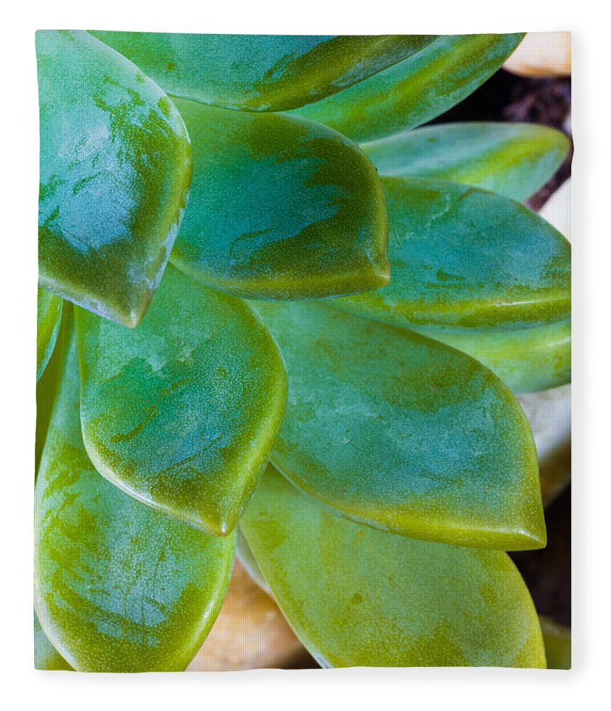 Beautiful Fleece Blanket featuring the photograph Blue Pearl Plant by Raul Rodriguez