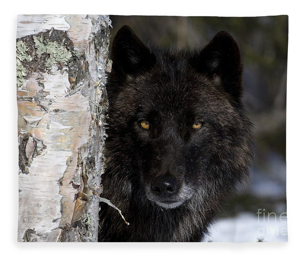 Gray Wolf Fleece Blanket featuring the photograph Gray Wolf by Jean-Louis Klein and Marie-Luce Hubert