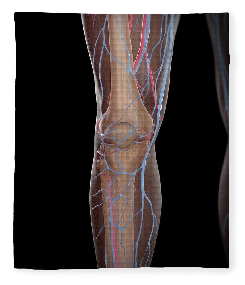 Digitally Generated Image Fleece Blanket featuring the photograph Leg Blood Supply #2 by Science Picture Co