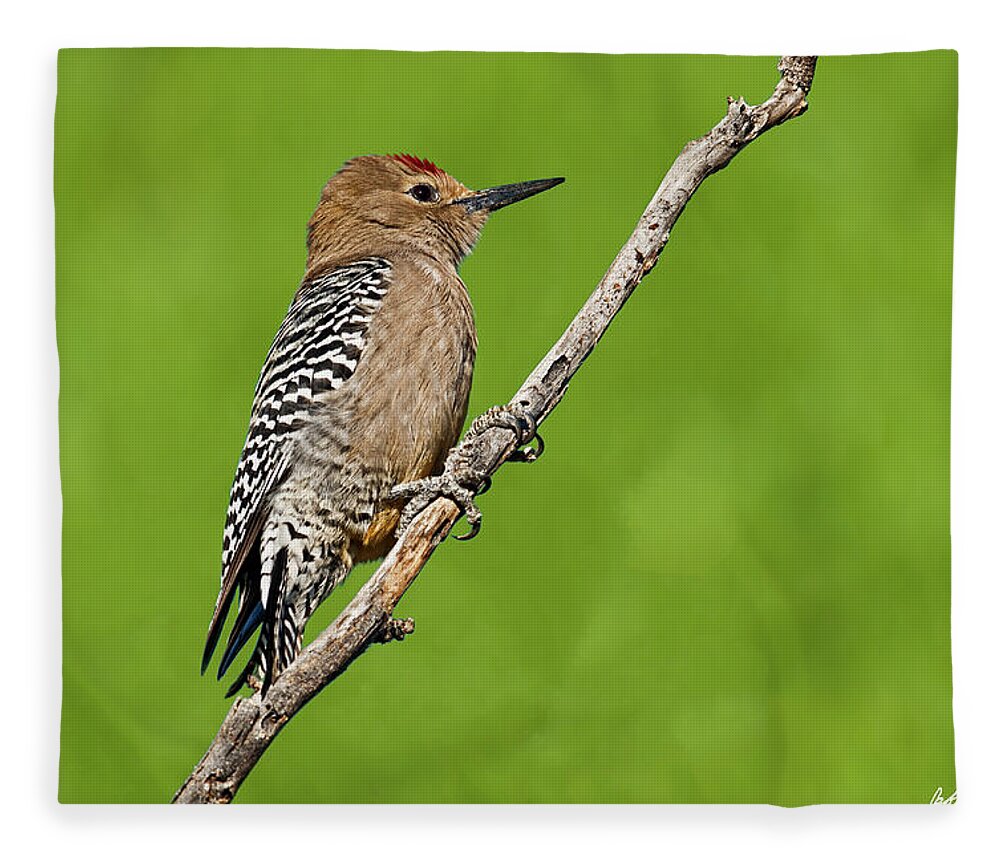 Animal Fleece Blanket featuring the photograph Male Gila Woodpecker by Jeff Goulden