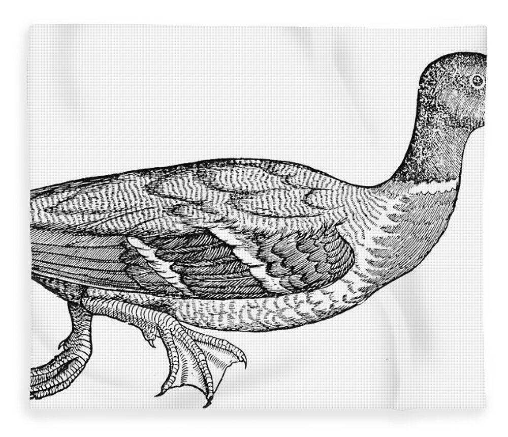 1585 Fleece Blanket featuring the photograph Mallard Duck #2 by Granger