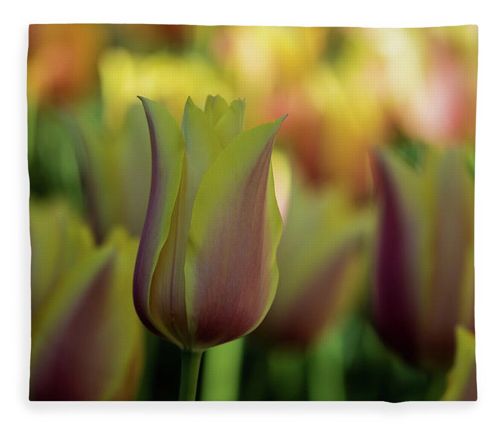 Jay Stockhaus Fleece Blanket featuring the photograph Pink and Yellow #2 by Jay Stockhaus