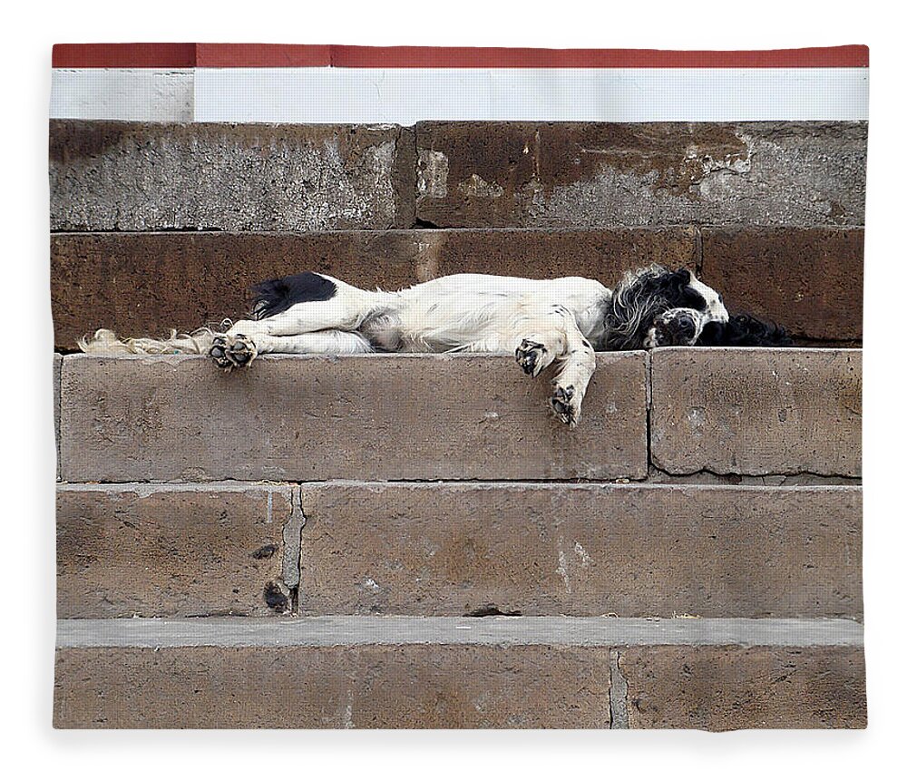 Karen Zuk Rosenblatt Art And Photography Fleece Blanket featuring the photograph Street Dog Sleeping on Steps by Karen Zuk Rosenblatt