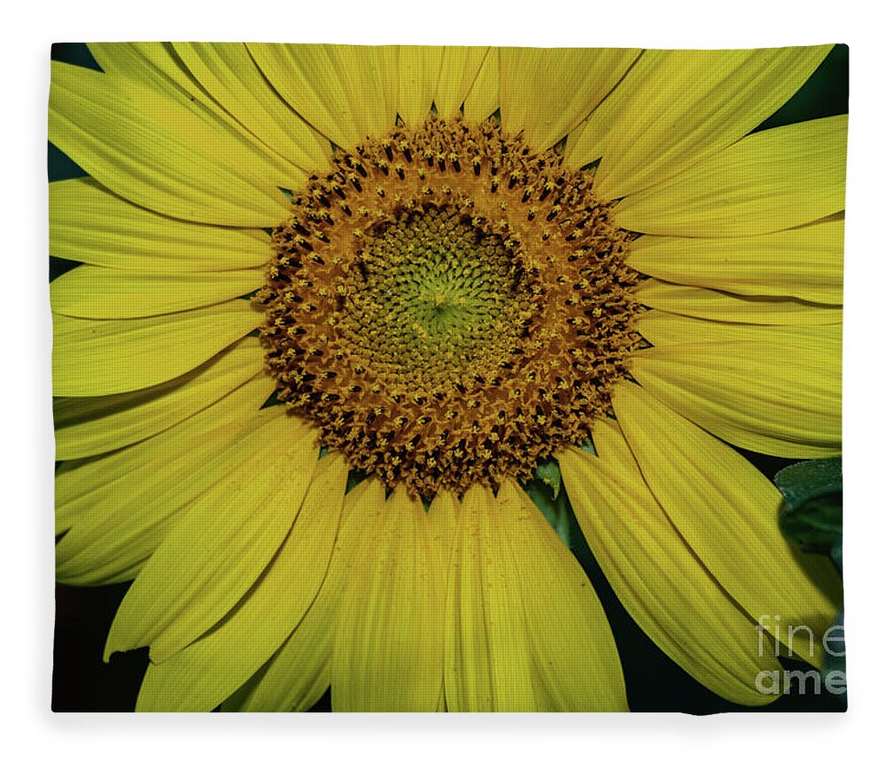 Beshers Fleece Blanket featuring the photograph Sunflowers in Bloom #3 by Thomas Marchessault