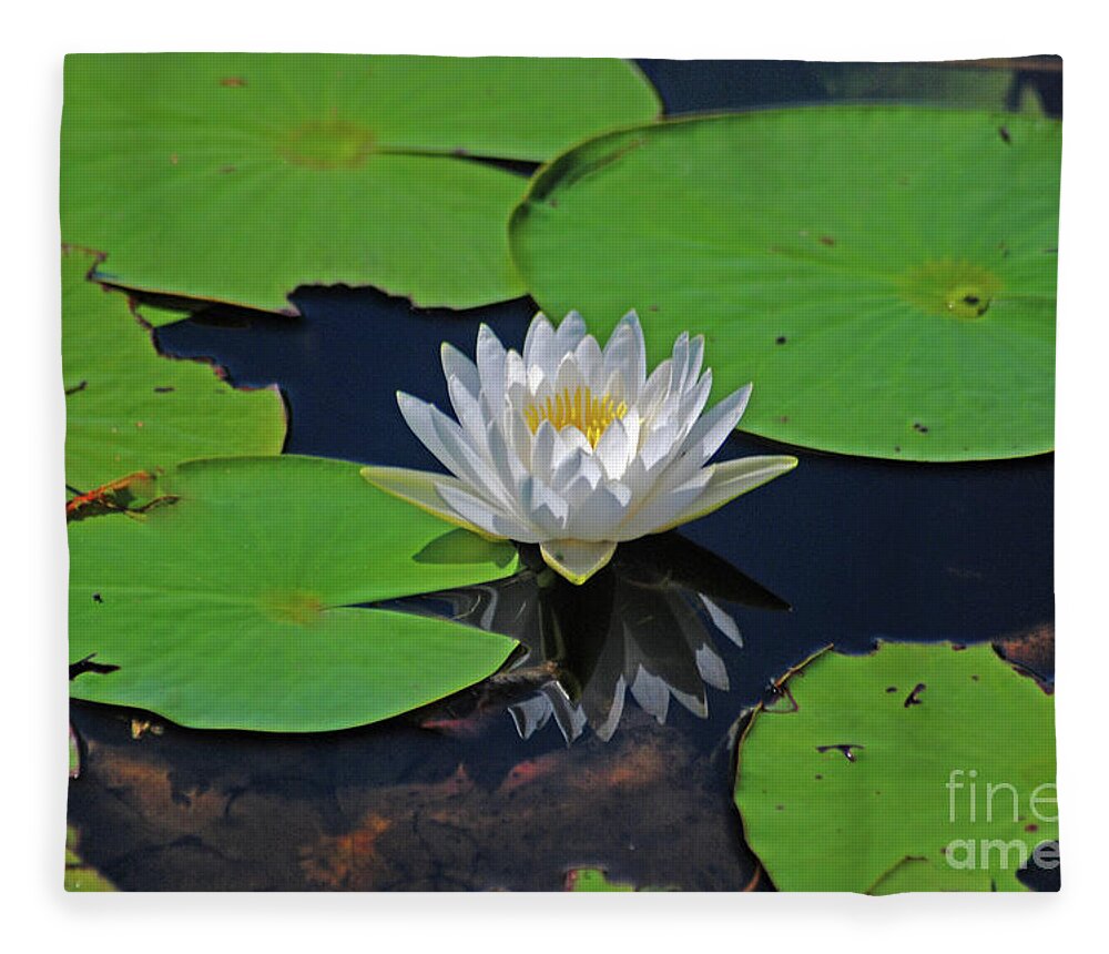 White Water Lily Fleece Blanket featuring the photograph 2- White Water Lily by Joseph Keane