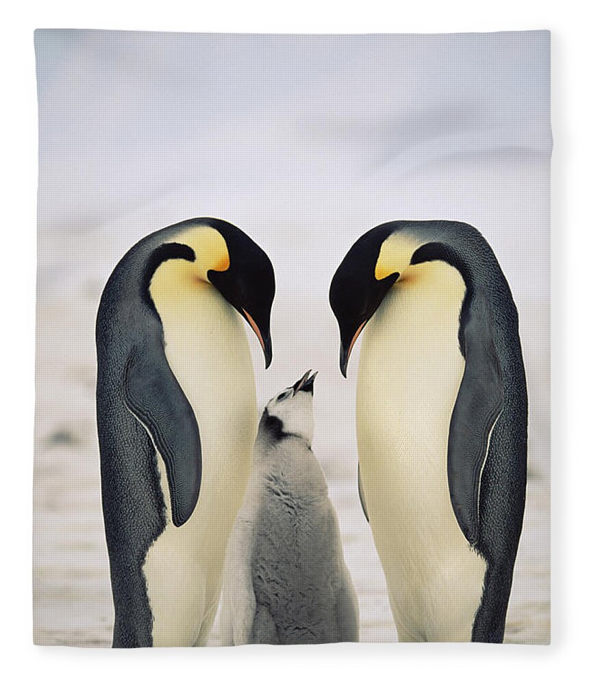 Mp Fleece Blanket featuring the photograph Emperor Penguin Family by Konrad Wothe