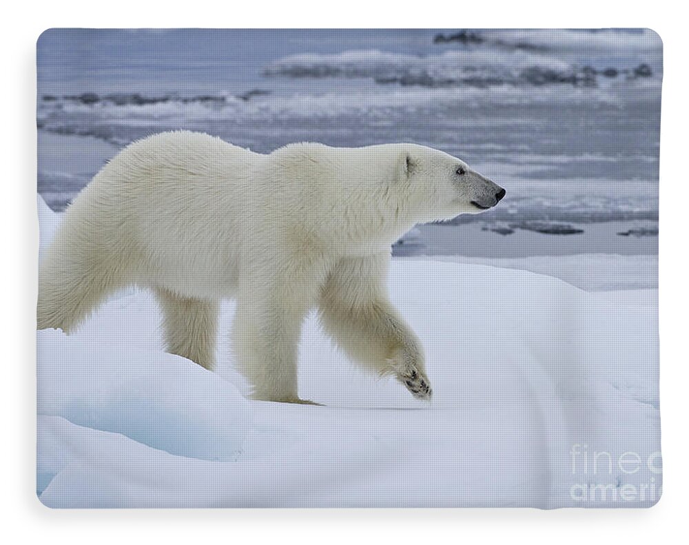 Polar Bear In Svalbard Fleece Blanket For Sale By Jean Louis Klein Marie Luce Hubert