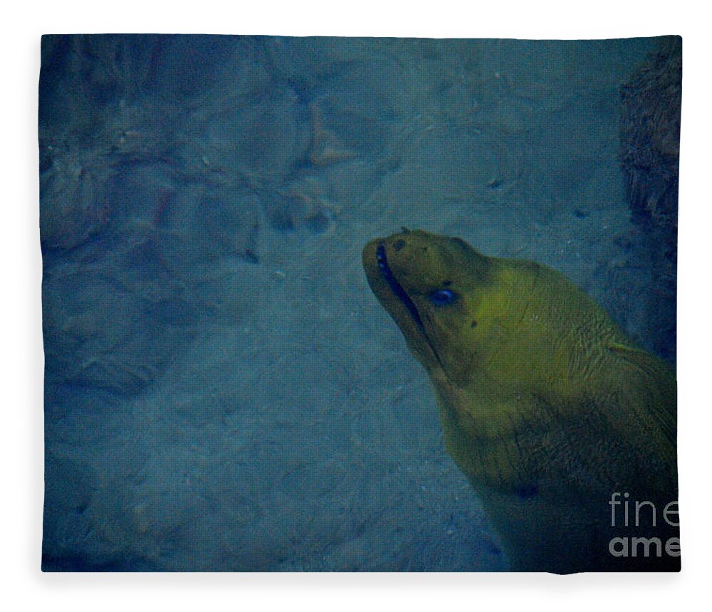 Moray Eel Fleece Blanket featuring the photograph 68- Moray eel by Joseph Keane