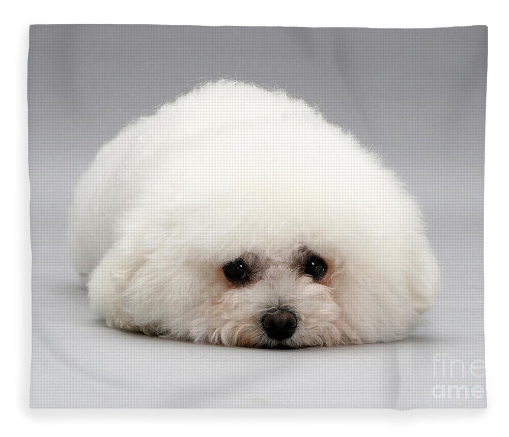 Dog Fleece Blanket featuring the photograph Bichon Frise by Jane Burton