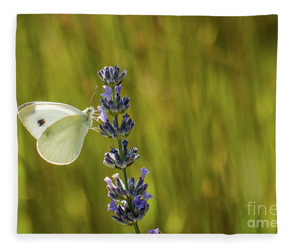 Animal Fleece Blanket featuring the photograph Pieris brassicae, the large white, also called cabbage butterfly by Amanda Mohler