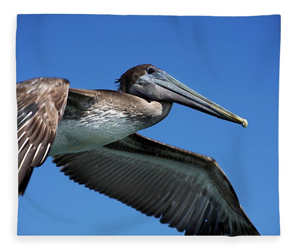 Animals Fleece Blanket featuring the photograph Wildlife in Mexico #7 by Robert Grac