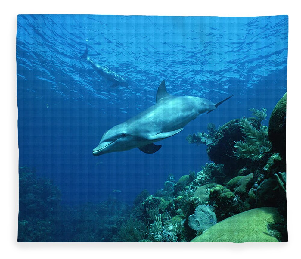 Mp Fleece Blanket featuring the photograph Bottlenose Dolphin Tursiops Truncatus #9 by Konrad Wothe
