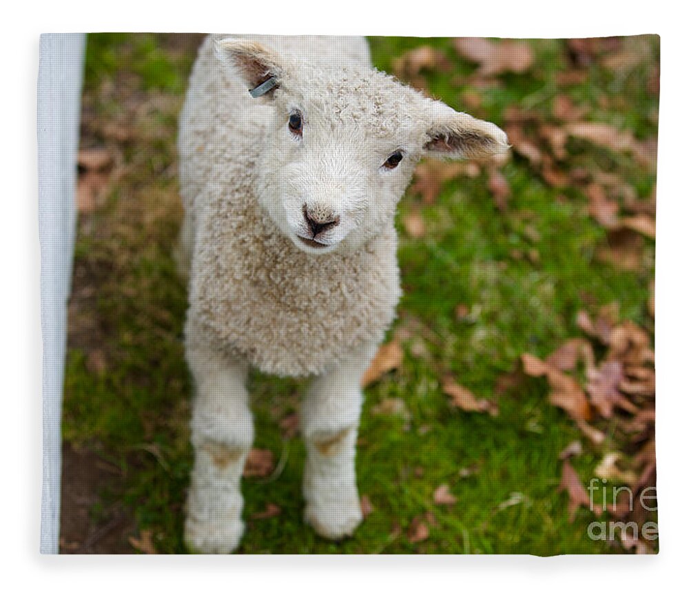 Colonial Williamsburg Fleece Blanket featuring the photograph A Baby Leicester by Lara Morrison