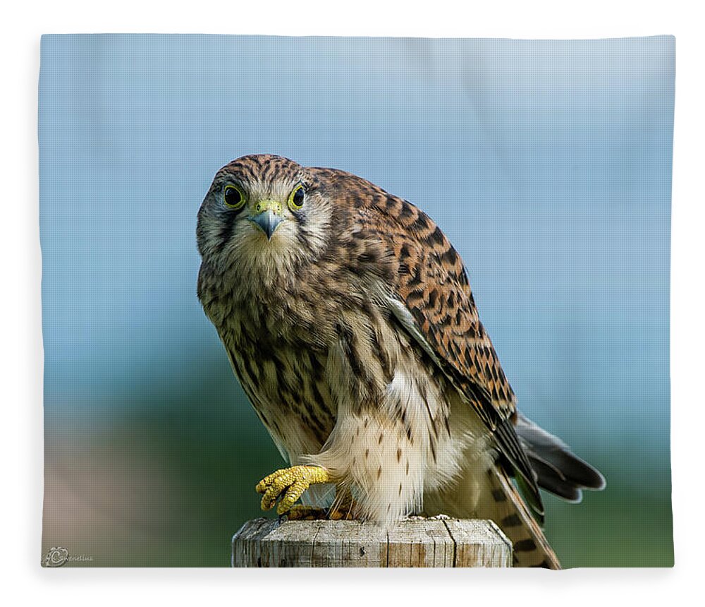 Kestrel Fleece Blanket featuring the photograph A beautiful young kestrel looking behind you by Torbjorn Swenelius