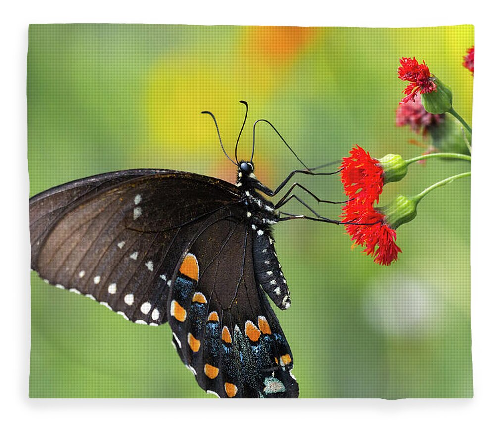 Butterfly Butterflies Flower Flowers Insect Closeup Close Up Close-up Outside Wild Life Outdoors Nature Natural Botany Botanic Botanical Garden Gardening Ma Mass Massachusetts Newengland New England Brian Hale Brianhalephoto Fleece Blanket featuring the photograph A butterfly by Brian Hale