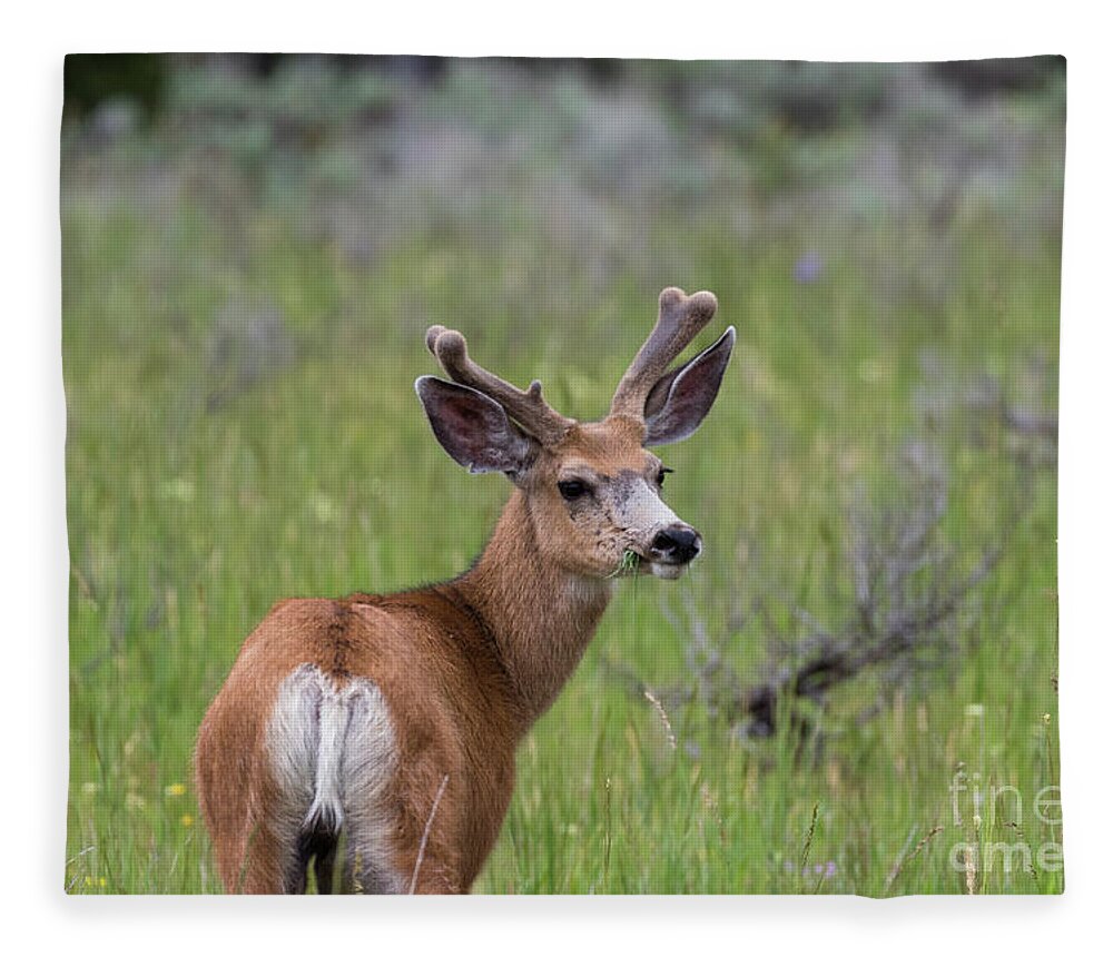 Deer Fleece Blanket featuring the photograph A deer in Yellowstone National Park by Brandon Bonafede
