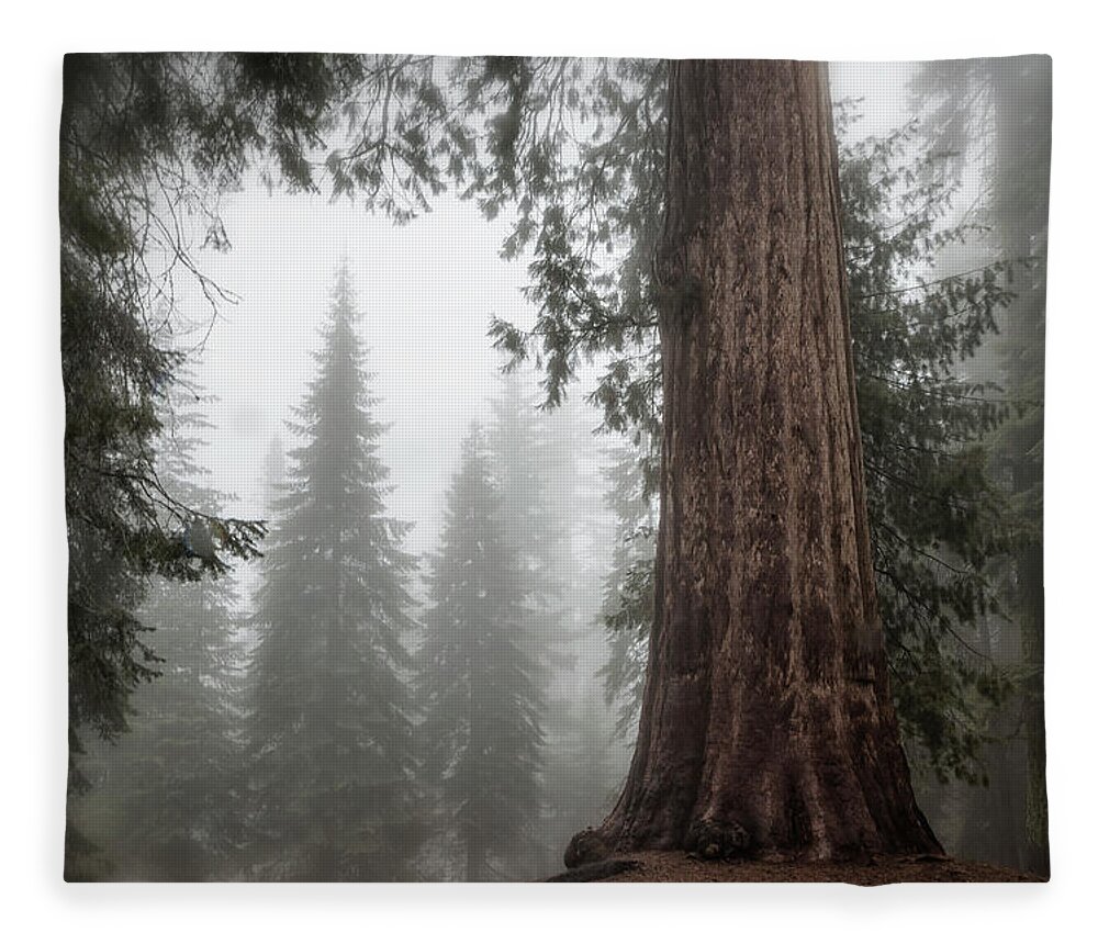 Sequoias Fleece Blanket featuring the photograph A Giant in the Fog by Belinda Greb