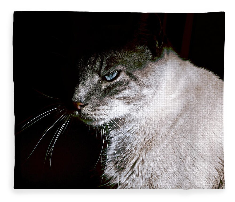 Cat Fleece Blanket featuring the photograph A Glare by Rachel Morrison
