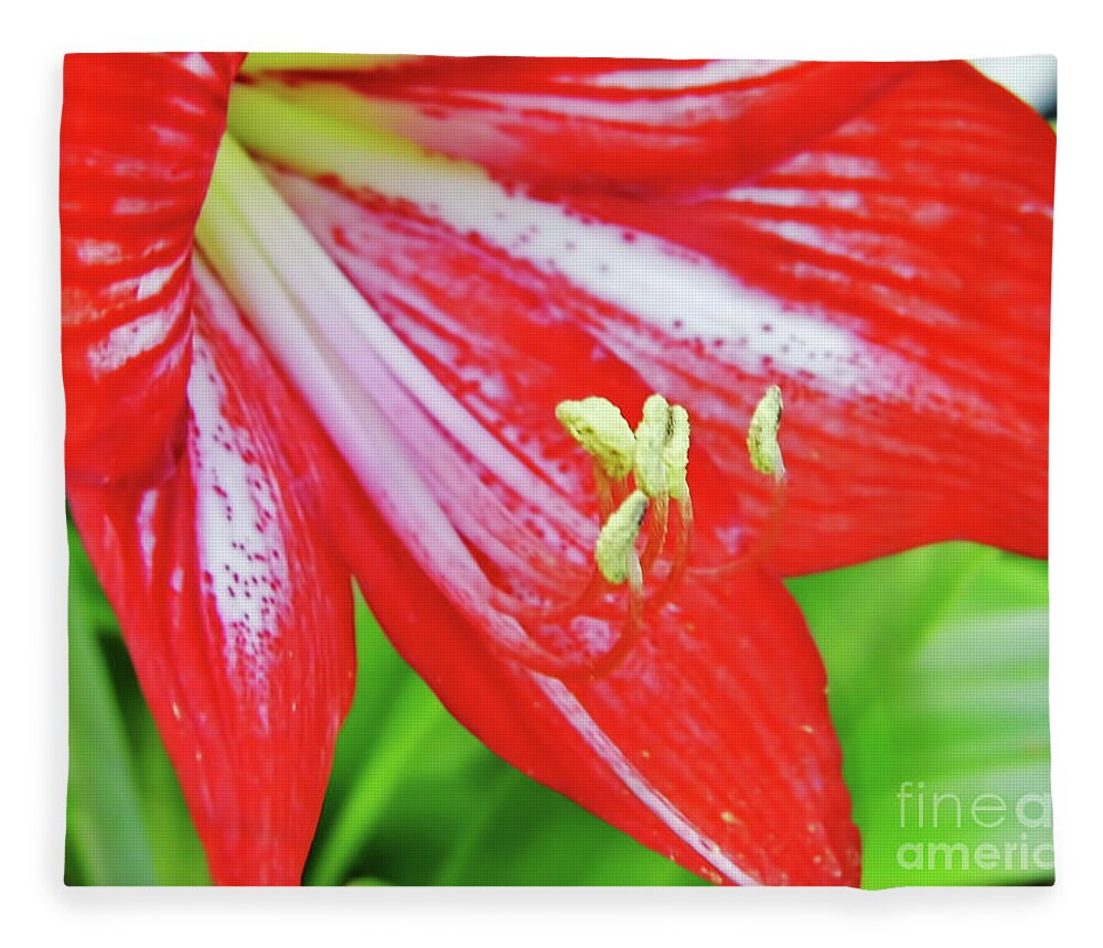 This Beautiful Red And White Amaryllis Was Blooming In My Garden Last Spring. All The Amaryllis That I Have Were Grown From Seeds That My Mother Planted For Me. They Are So Beautiful When They Bloom And While The Vivid Colors Are The Same The Patterns Are Always Different. I Have About 100 Of The Plants And It Makes For An Amazing Sight When They All Bloom In The Spring. Fleece Blanket featuring the photograph A Little Bit Of White by D Hackett