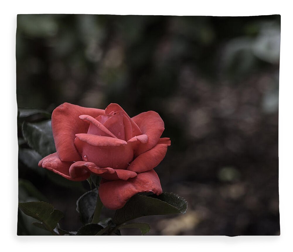 Rose Fleece Blanket featuring the photograph A Red Beauty by Ed Clark