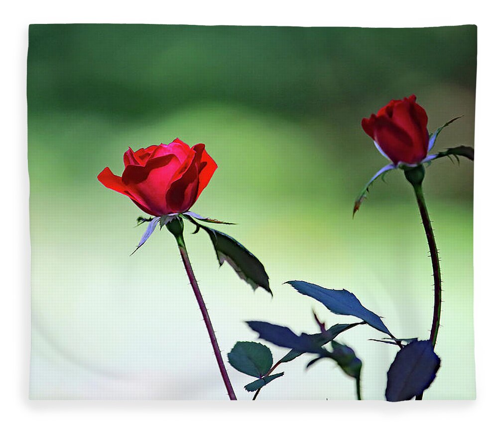 A Rose Is A Rose Fleece Blanket featuring the photograph A rose is a rose by PJQandFriends Photography